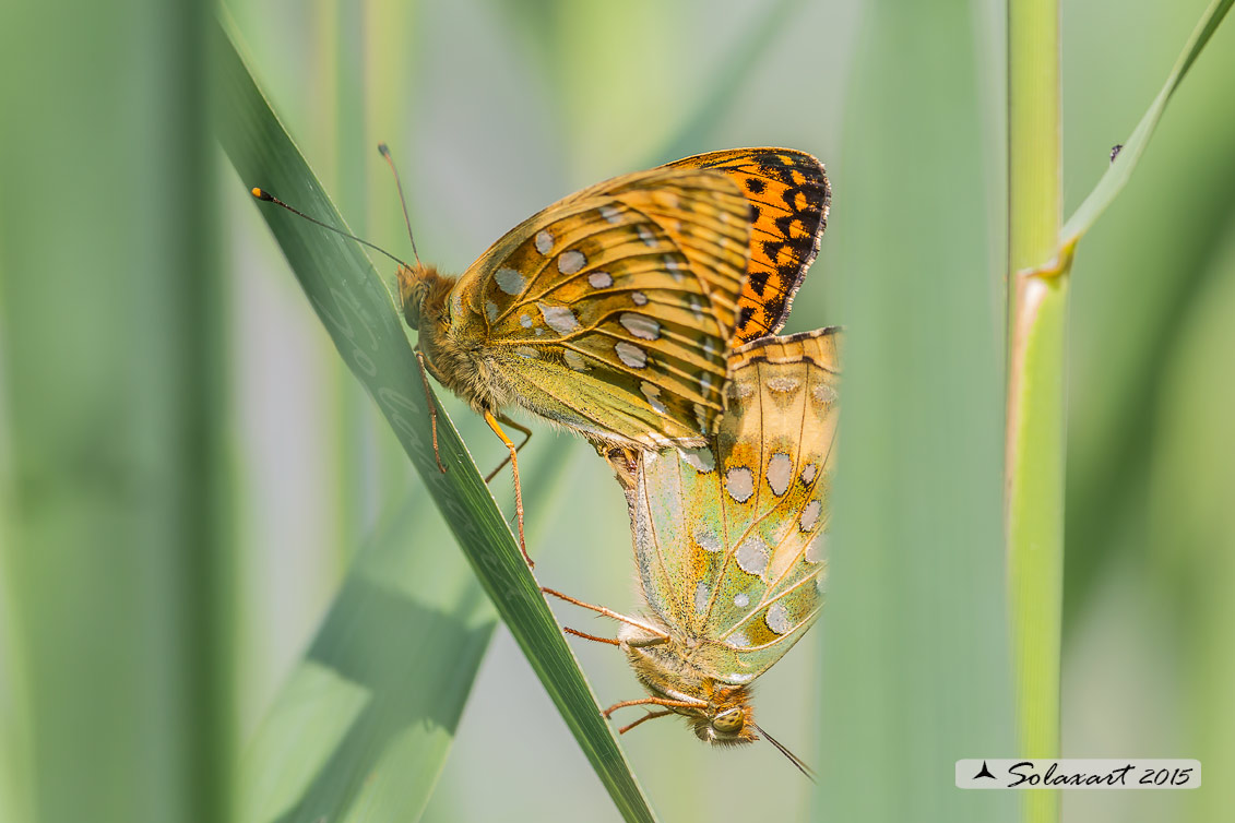 Argynnis aglaja