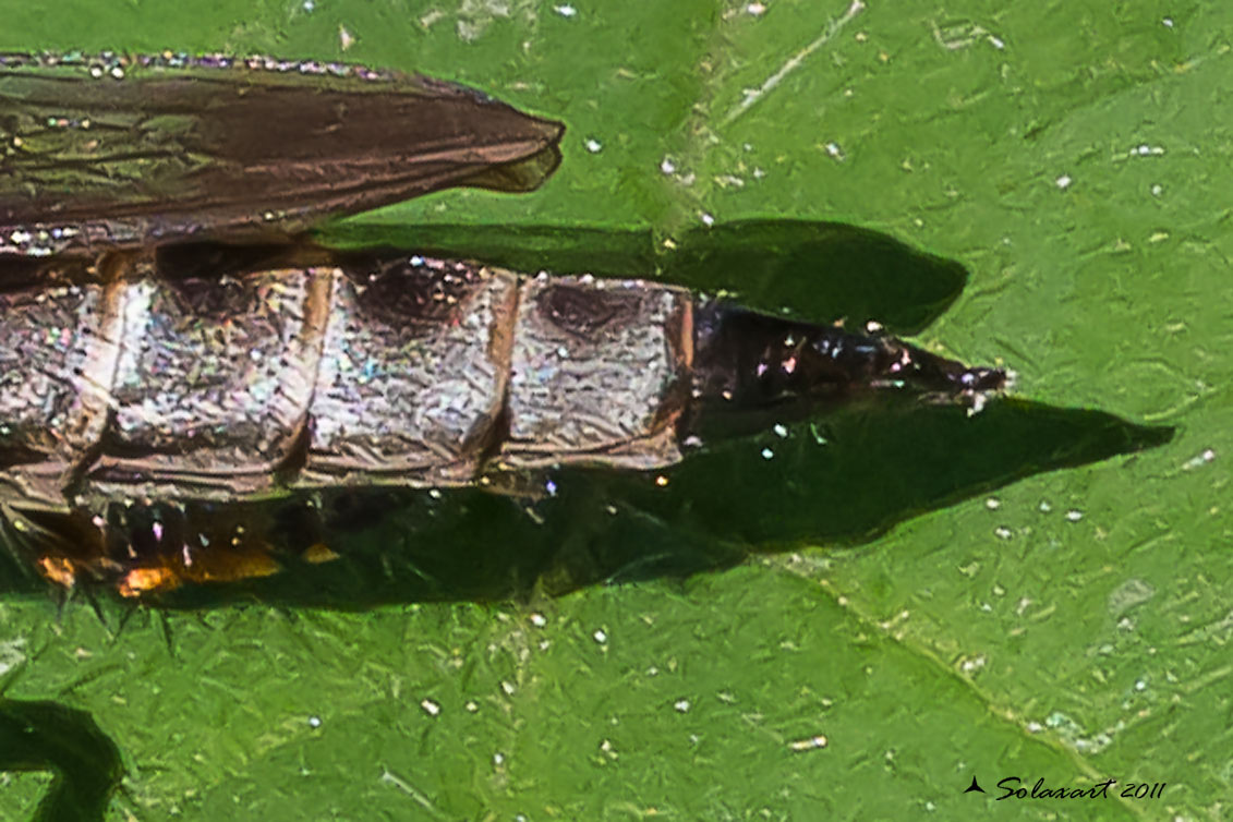 Asilus sp