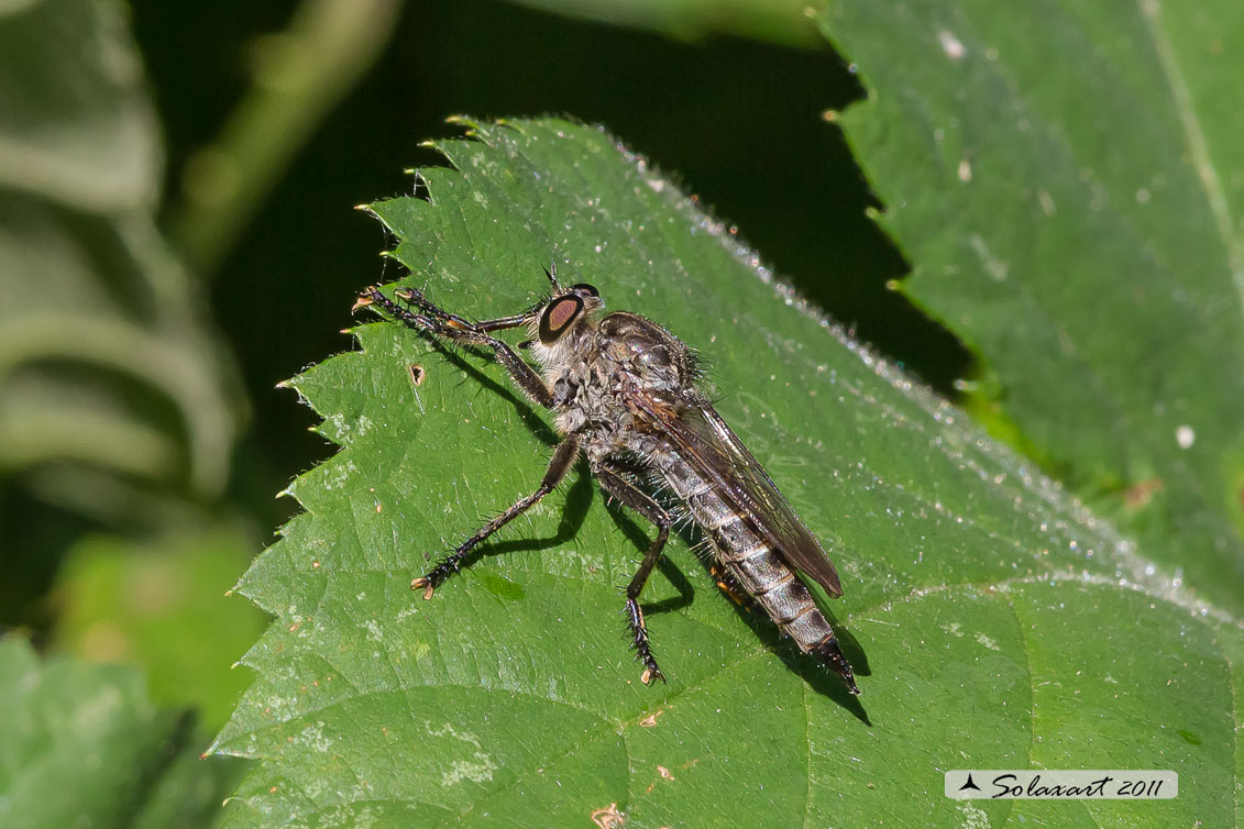 Asilus sp