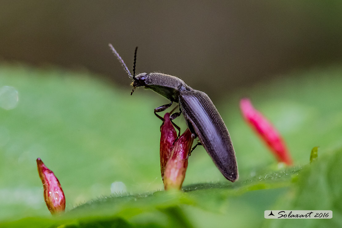 Elateridae;  Athous vittatus  (??)