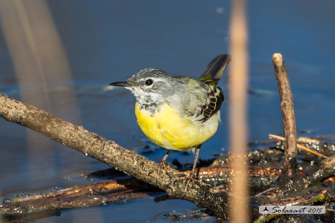 Ballerina Gialla: maschio o femmina?