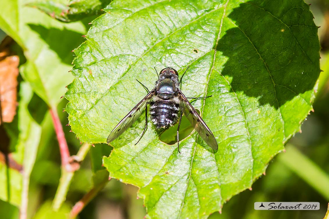 Bombylella atra (??)