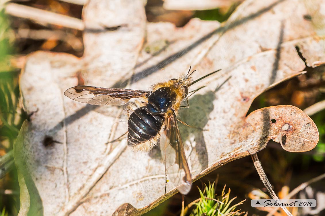 Bombylius ... major ??