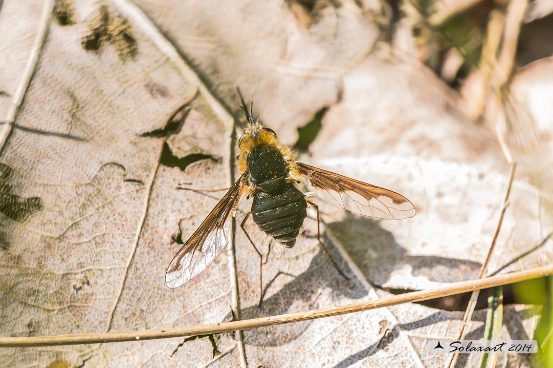 Bombylius ... major ??