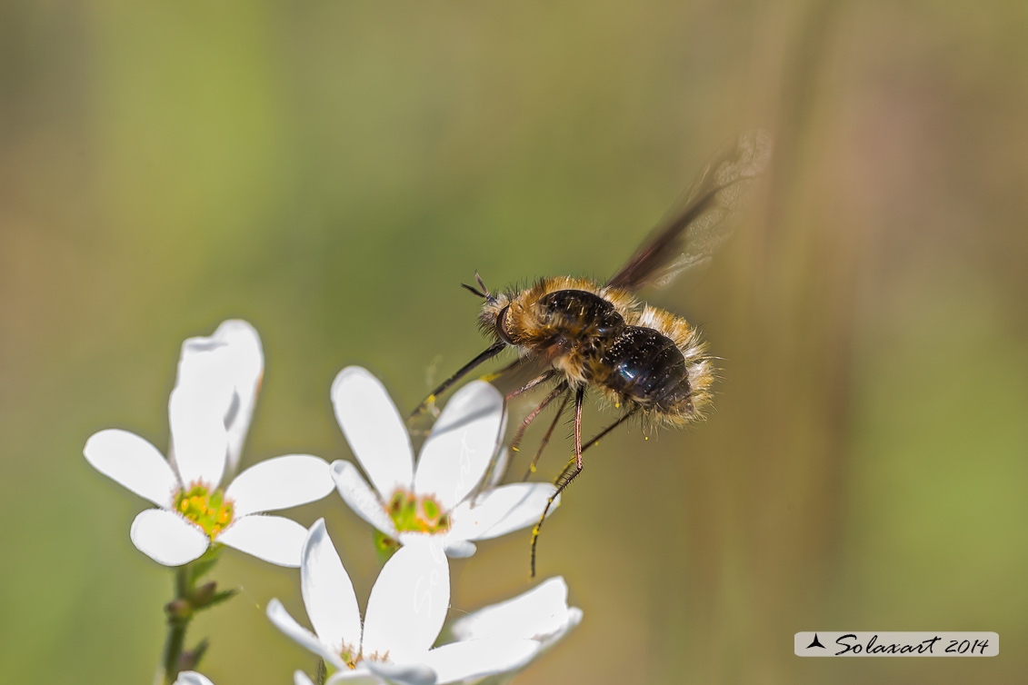Bombylius ... major ??