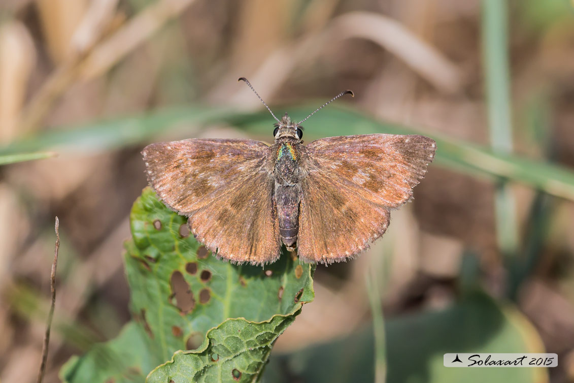 Carcharodus alceae (?) No, Erynnis tages