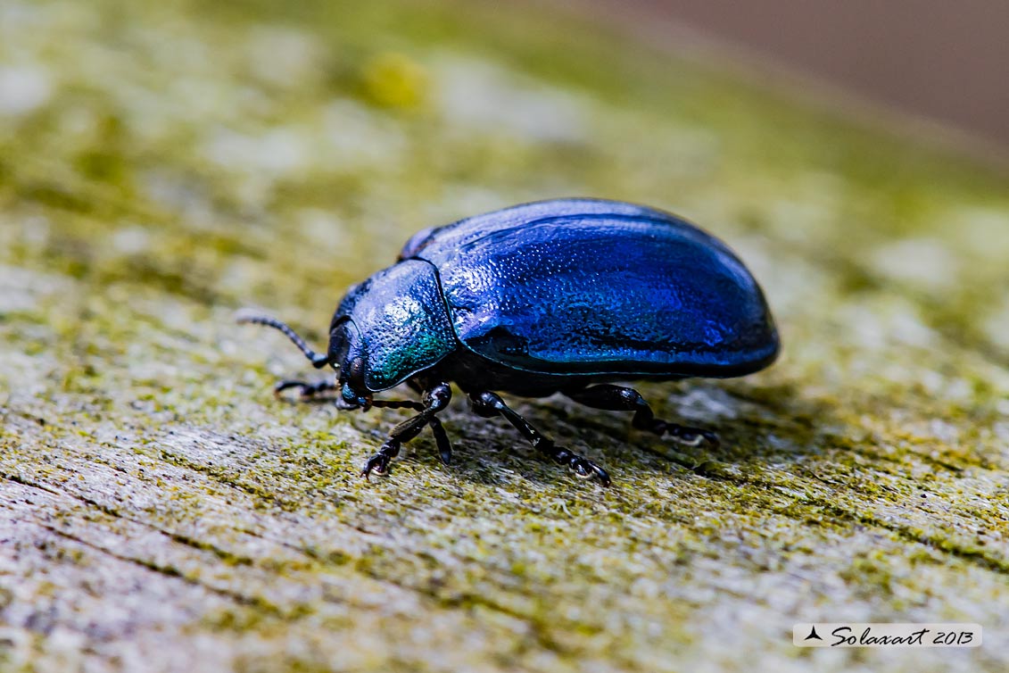 Chrysolina  ( coerulans ?): no, Plagiosterna (= Linaeidea) aenea