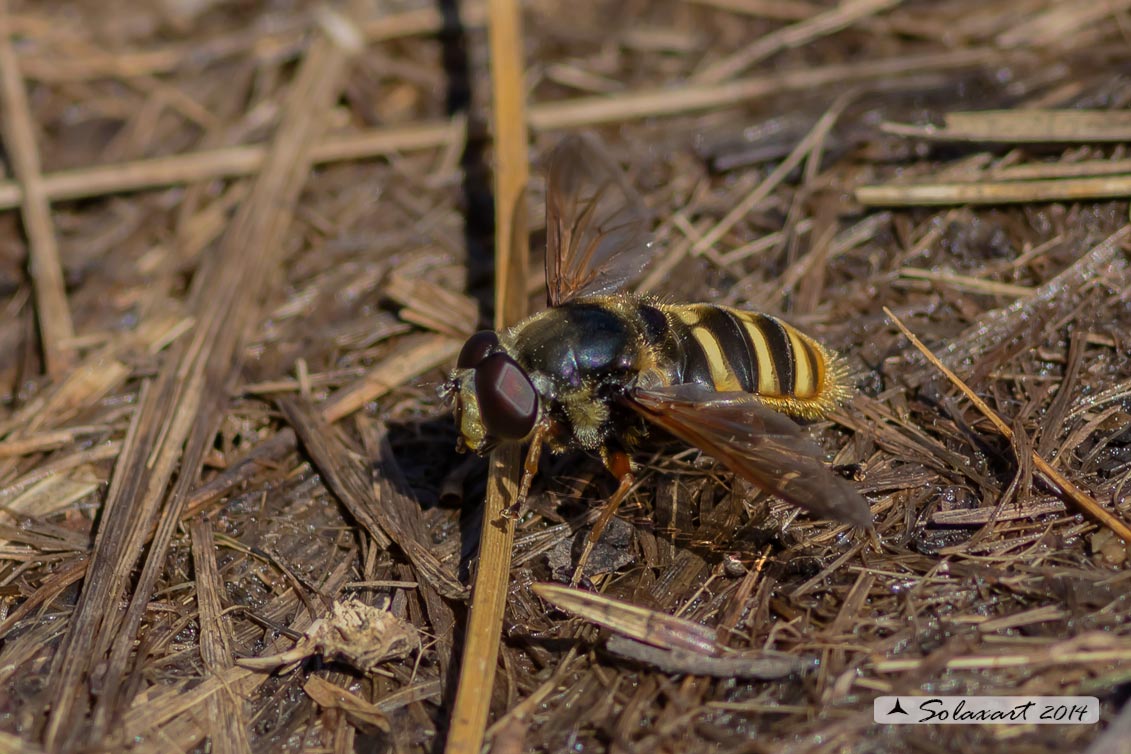 Chrysotoxum ? No. Sericomyia silentis