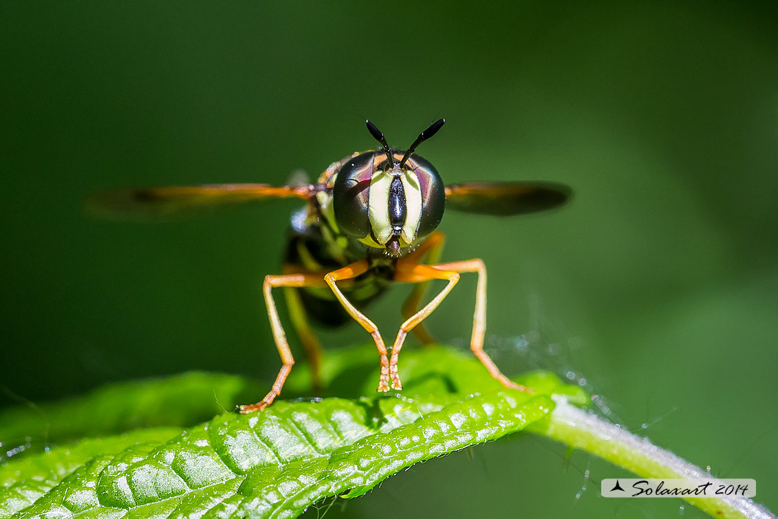 Chrysotoxum festivum (?)