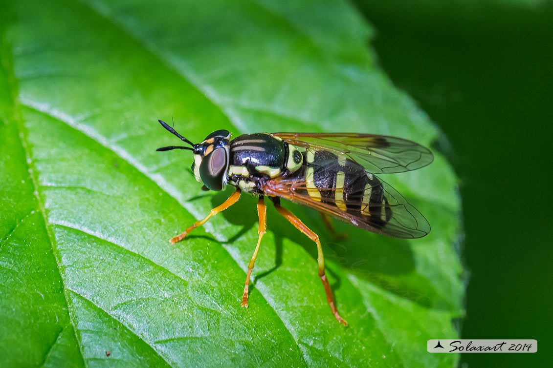 Chrysotoxum festivum (?)