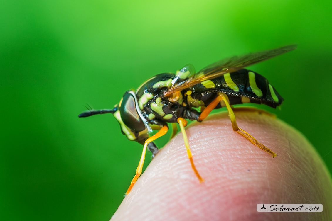 Chrysotoxum festivum (?)