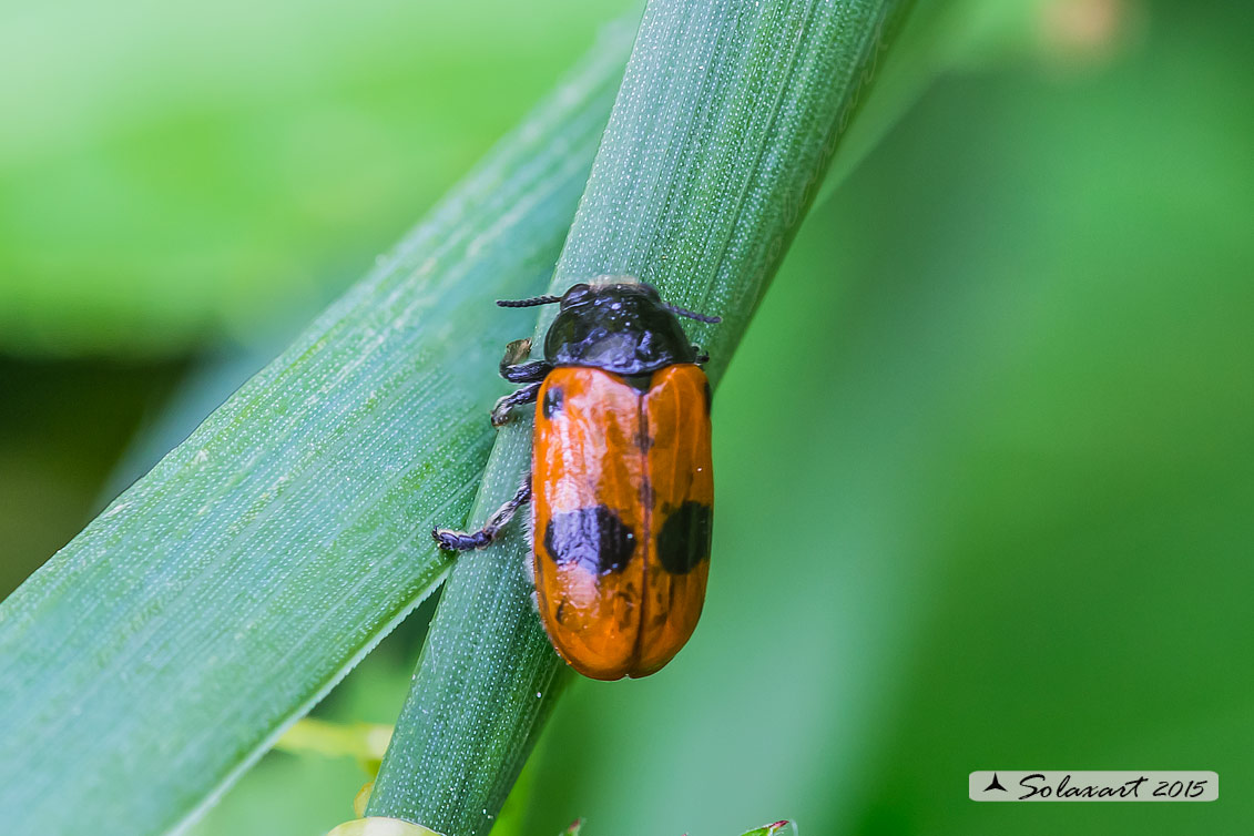 Clytra laeviuscula, Chrysomelidae