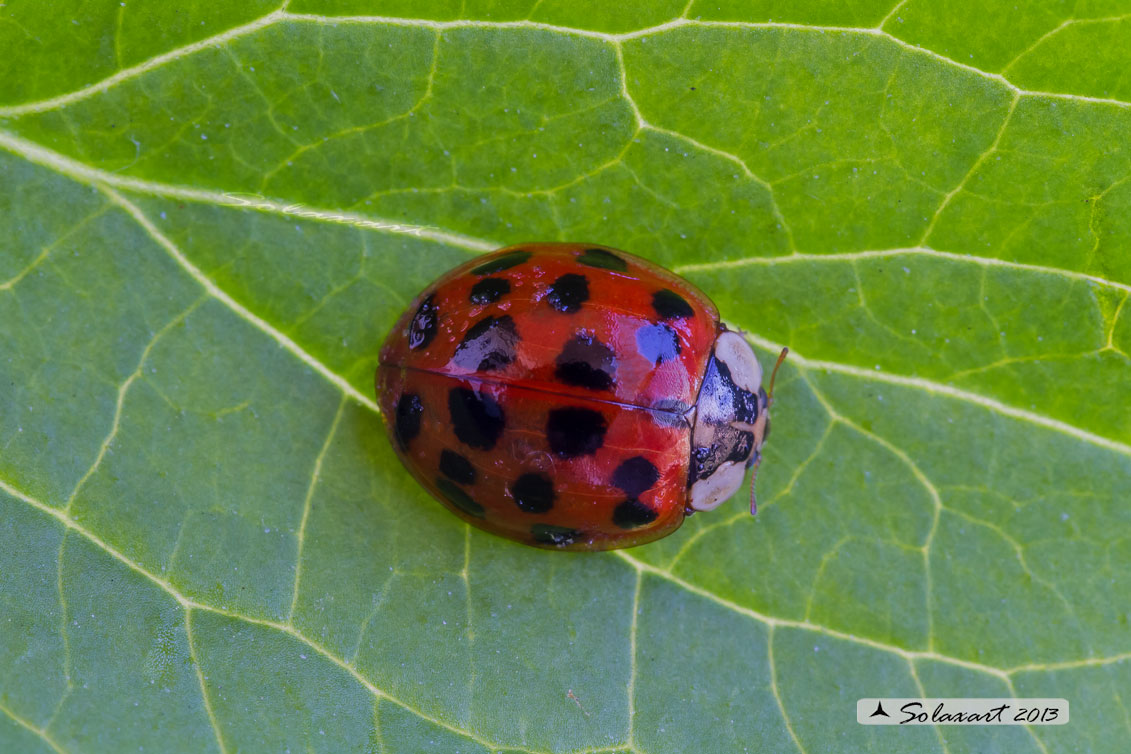 Coccinellidae: Harmonia axyridis