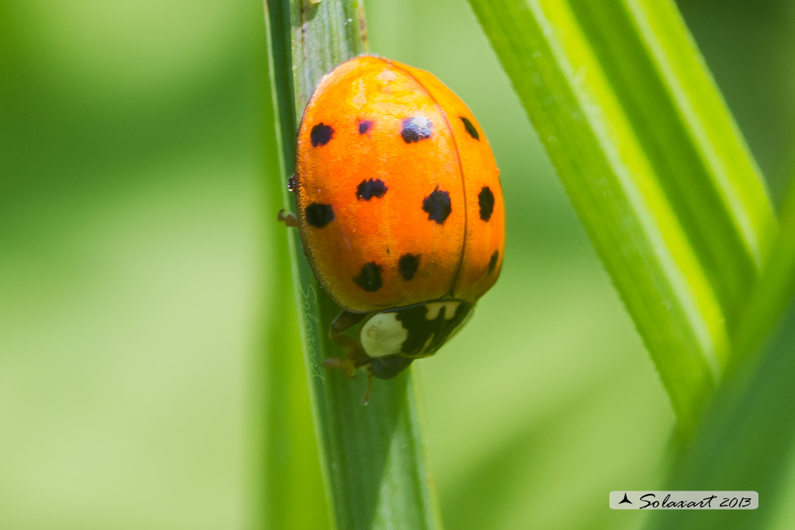 Coccinellidae con 16 punti ??