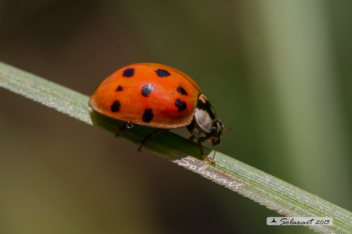 Coccinellidae con 16 punti ??