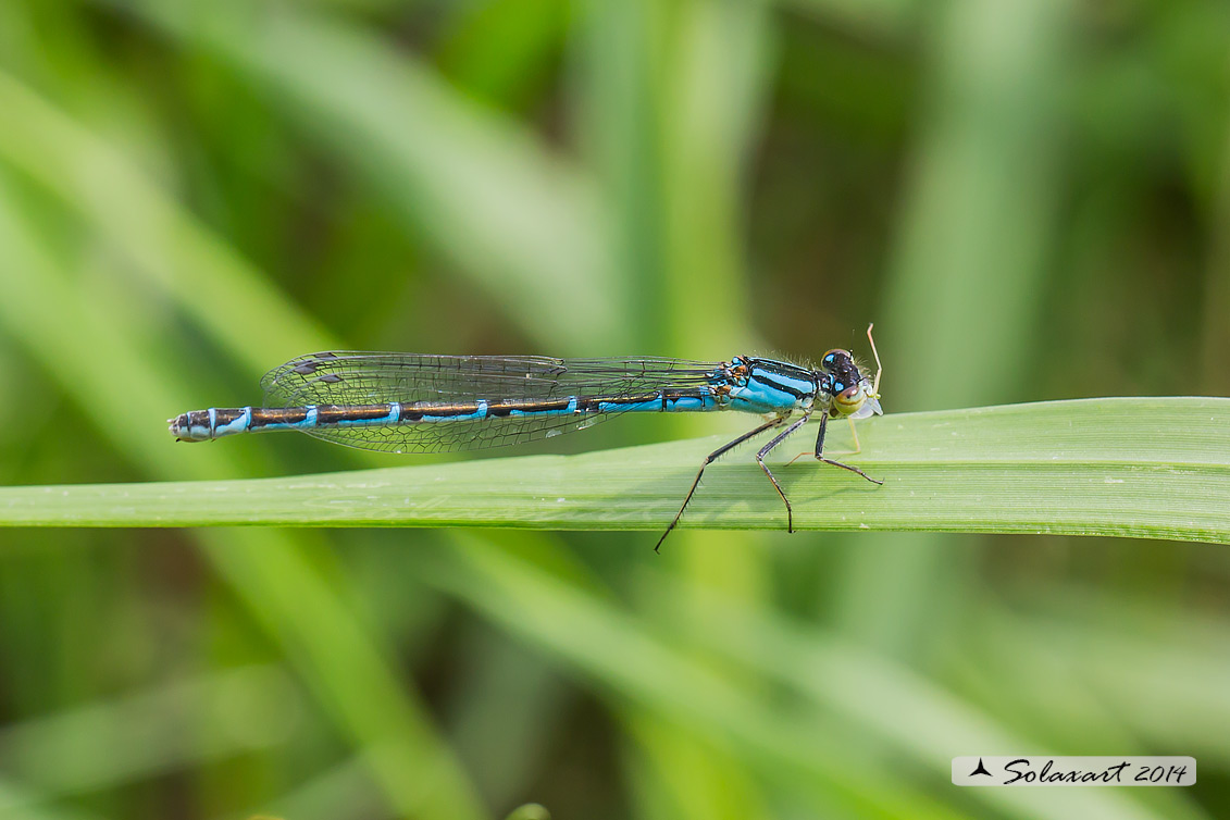 Coenagrion caerulescens... no, Enallagma cyathigerum