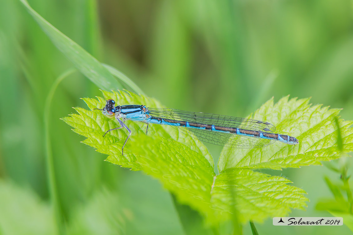 Coenagrion caerulescens... no, Enallagma cyathigerum