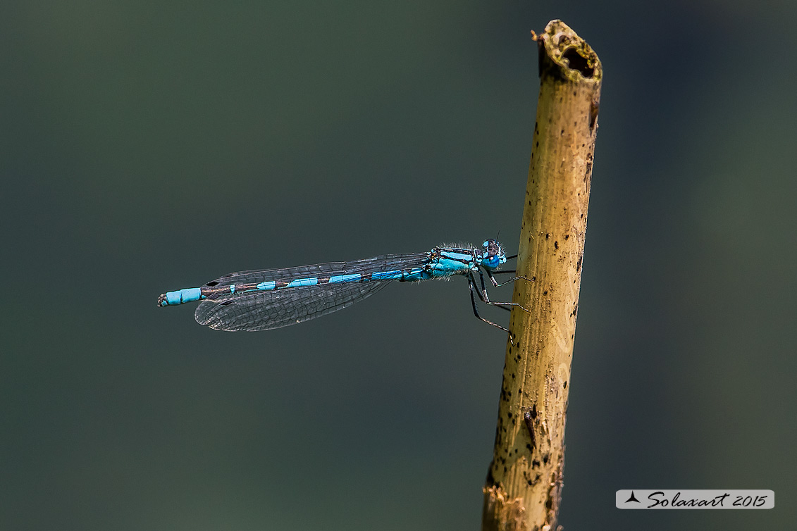 Coenagrion ...  puella (??) - No, Enallagma cyathigerum