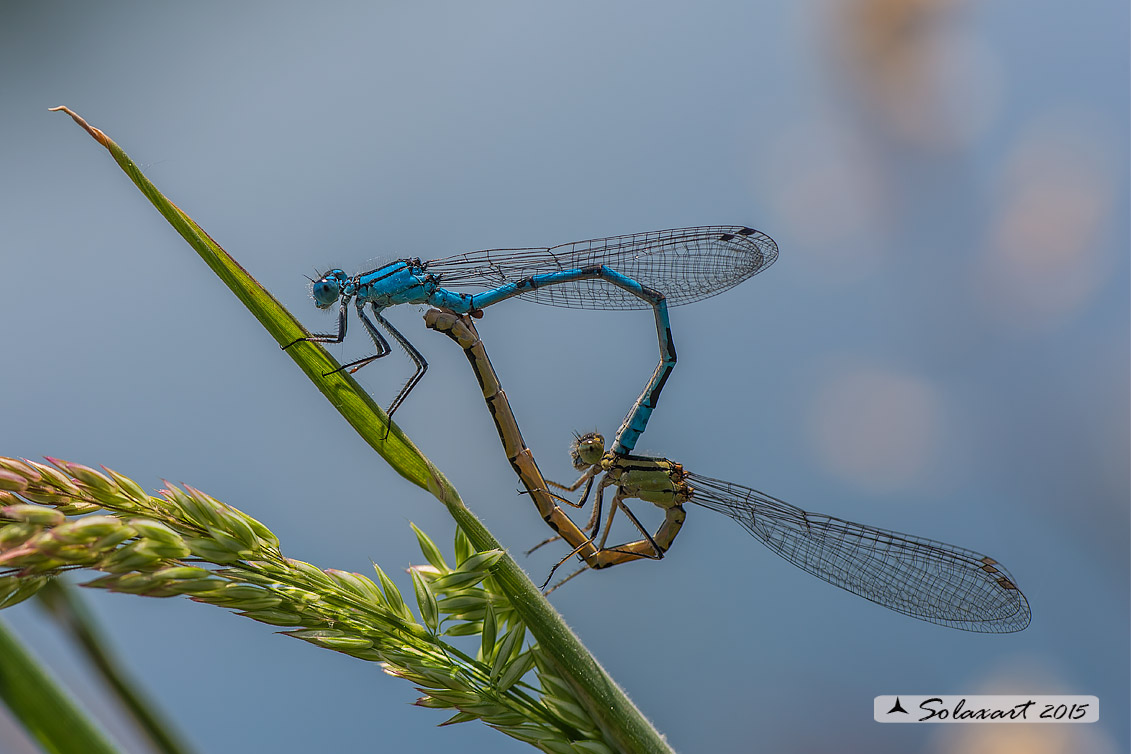 Coenagrion ...  puella (??) - No, Enallagma cyathigerum
