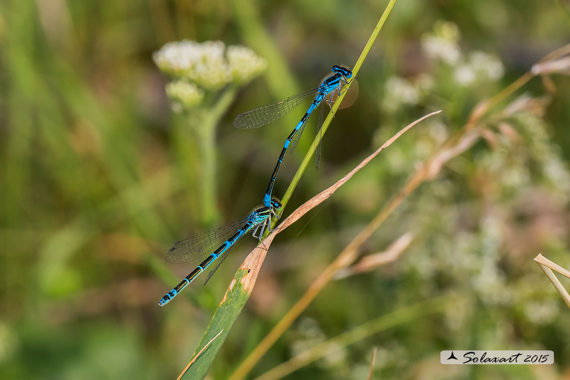 Coenagrion caerulescens o scitulum? scitulum!