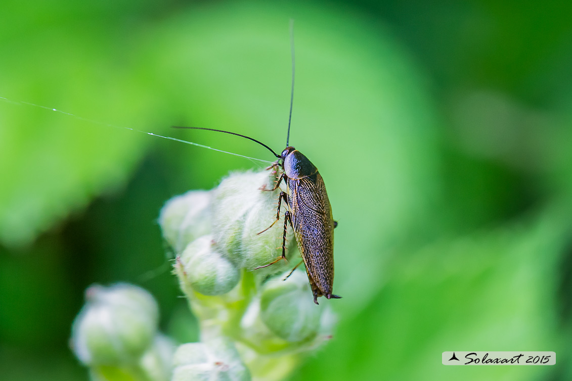 Ectobius lapponicus (Linnaeus, 1758)