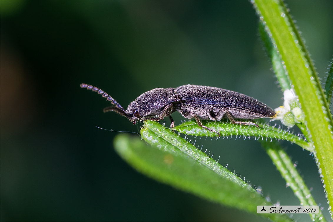Elateridae Agrypnus murinus ???????