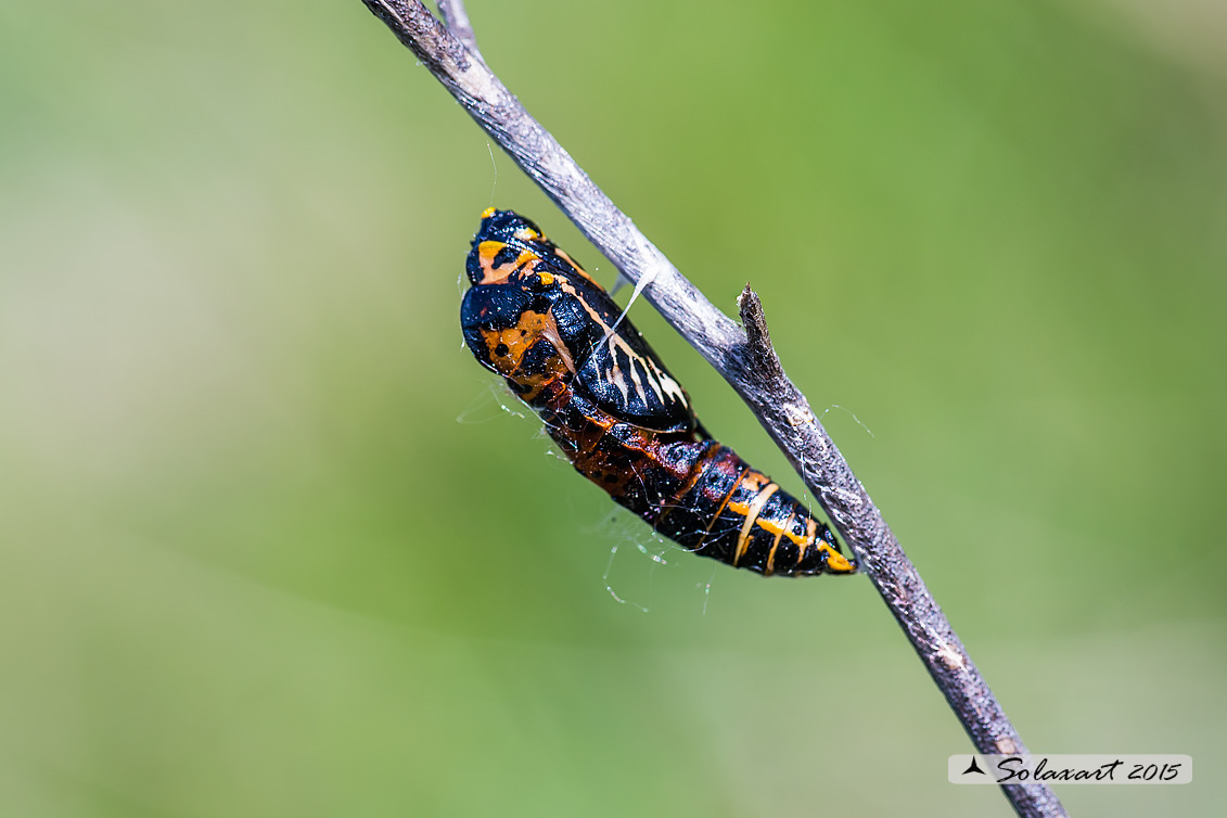 Crisalide ?? - S, Aporia crataegi