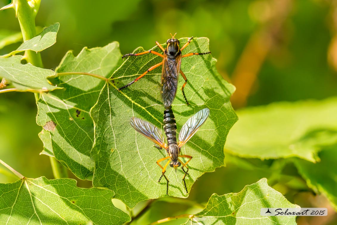 Molobratia teutonus  (Asilidae)