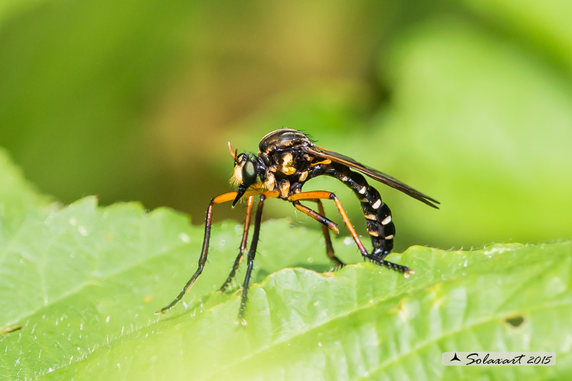 Molobratia teutonus  (Asilidae)