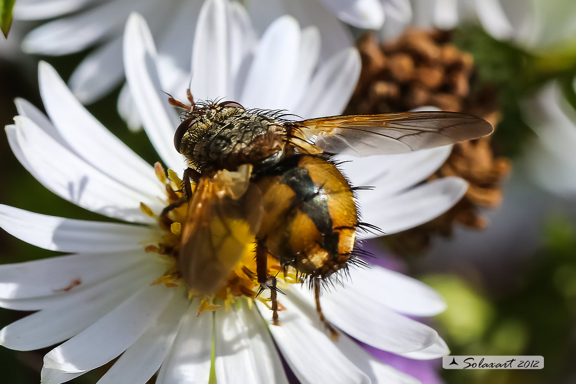 Tachina sp o Nemoraea ?