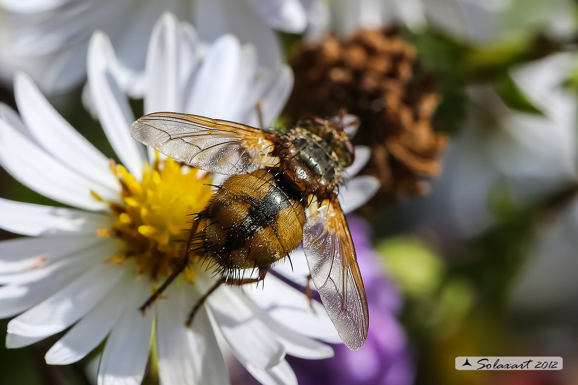 Tachina sp o Nemoraea ?