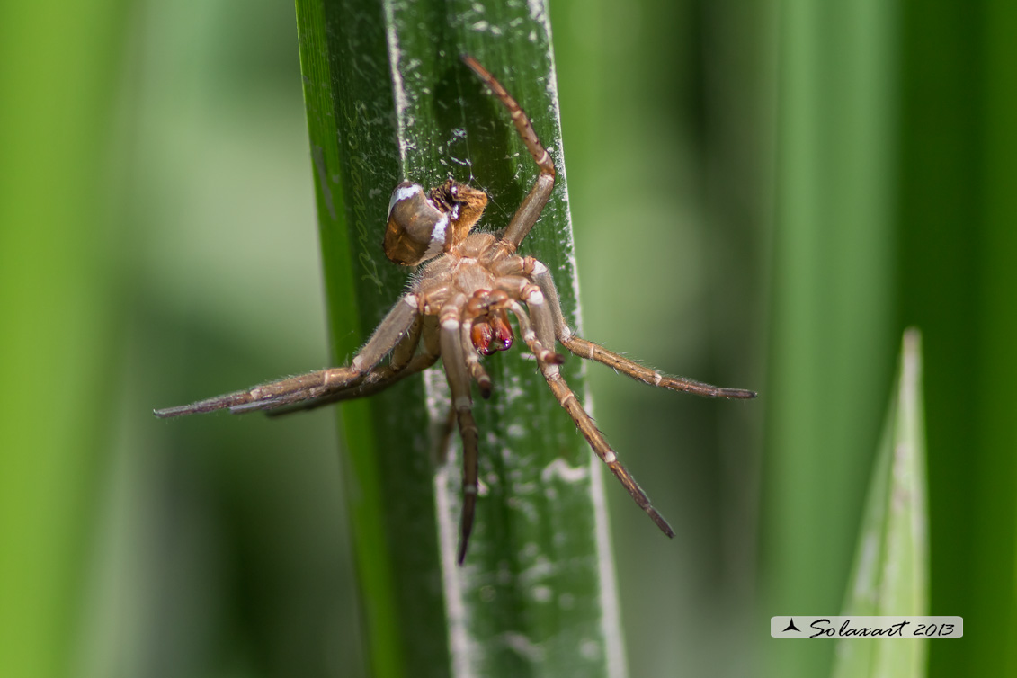 Muta di Dolomedes sp. - Sud Pavia (PV)