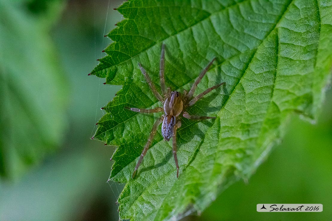 Lycosidae: Pirata sp.  - Bereguardo (PV)