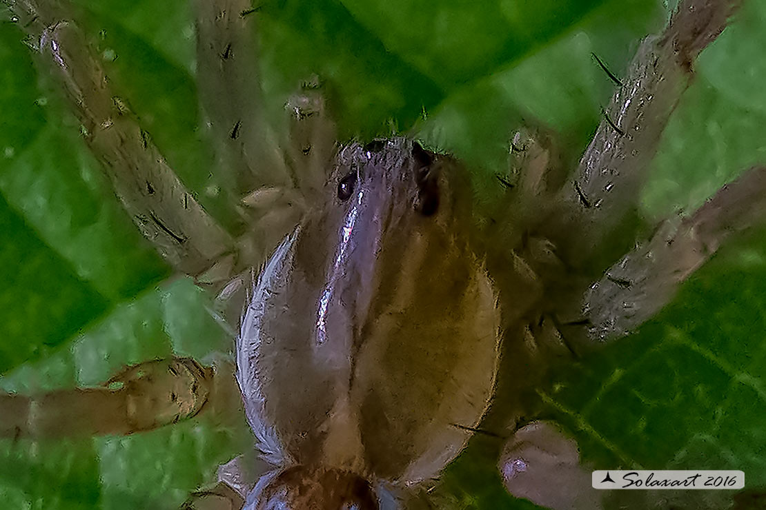 Lycosidae: Pirata sp.  - Bereguardo (PV)