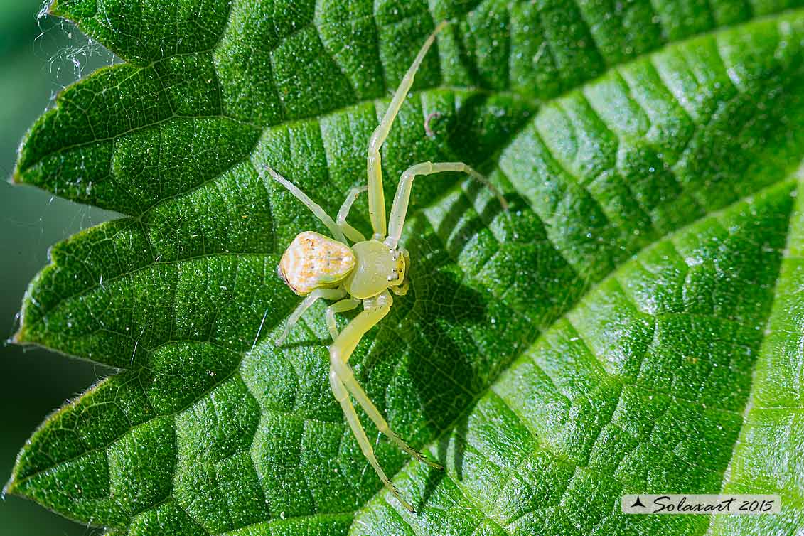 Ebrechtella tricuspidata - Milano