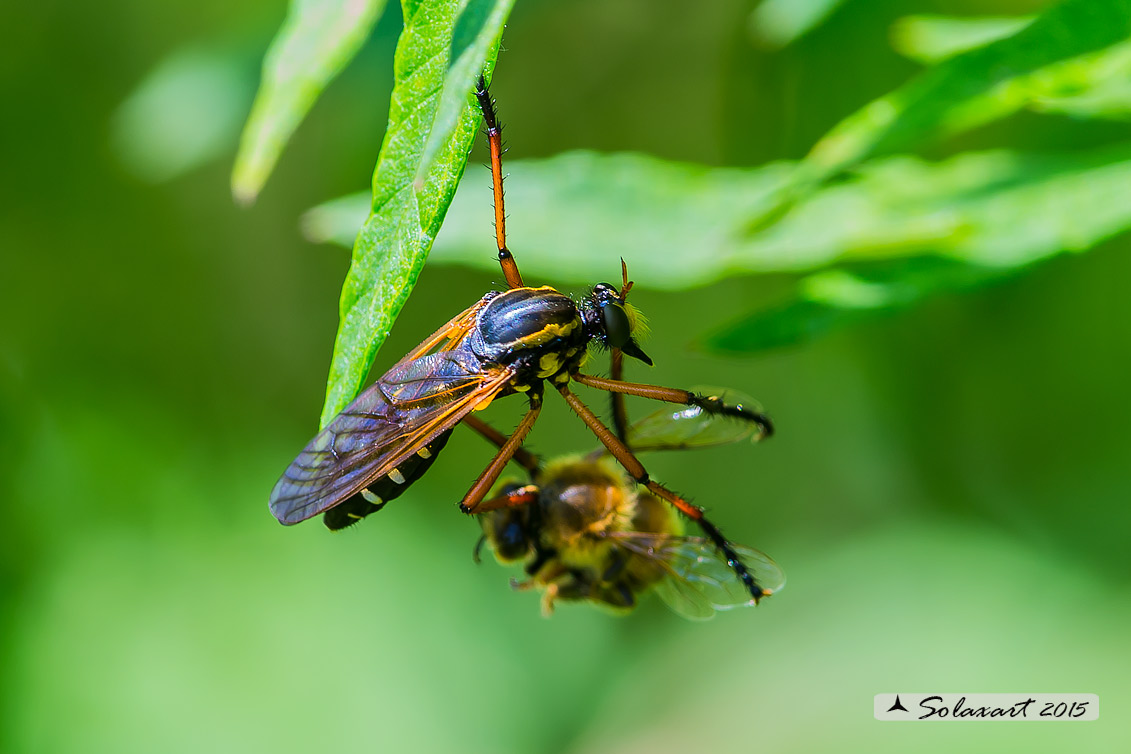 Asilidae o Empididae? Asilidae: Molobratia teutonus