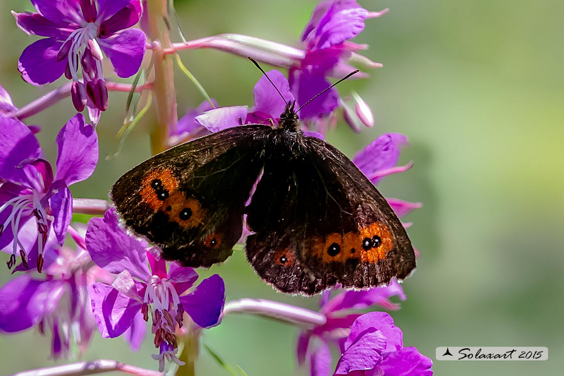 Erebia aethiops