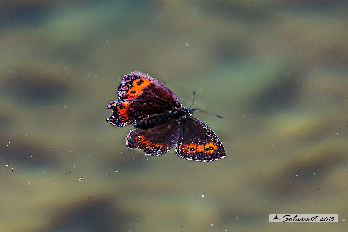 Erebia aethiops