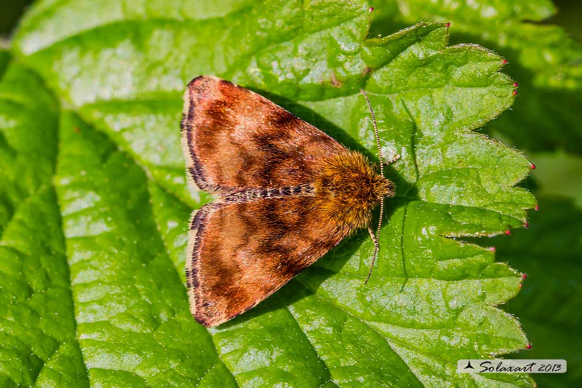 Euclidia glyphica? No, Panemeria tenebrata