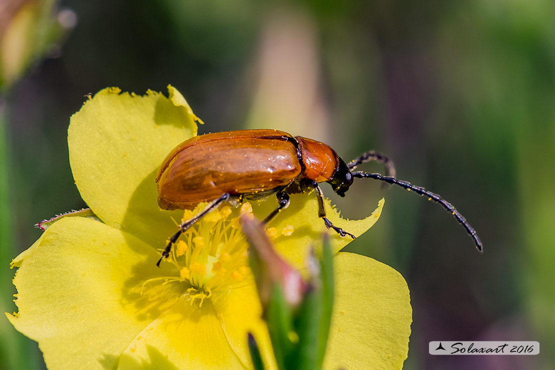 Chrysomelidae, Exosoma lusitanicum (??). S