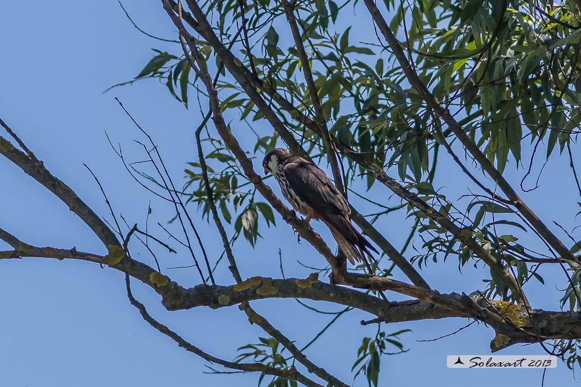 Falco (insettivoro?)