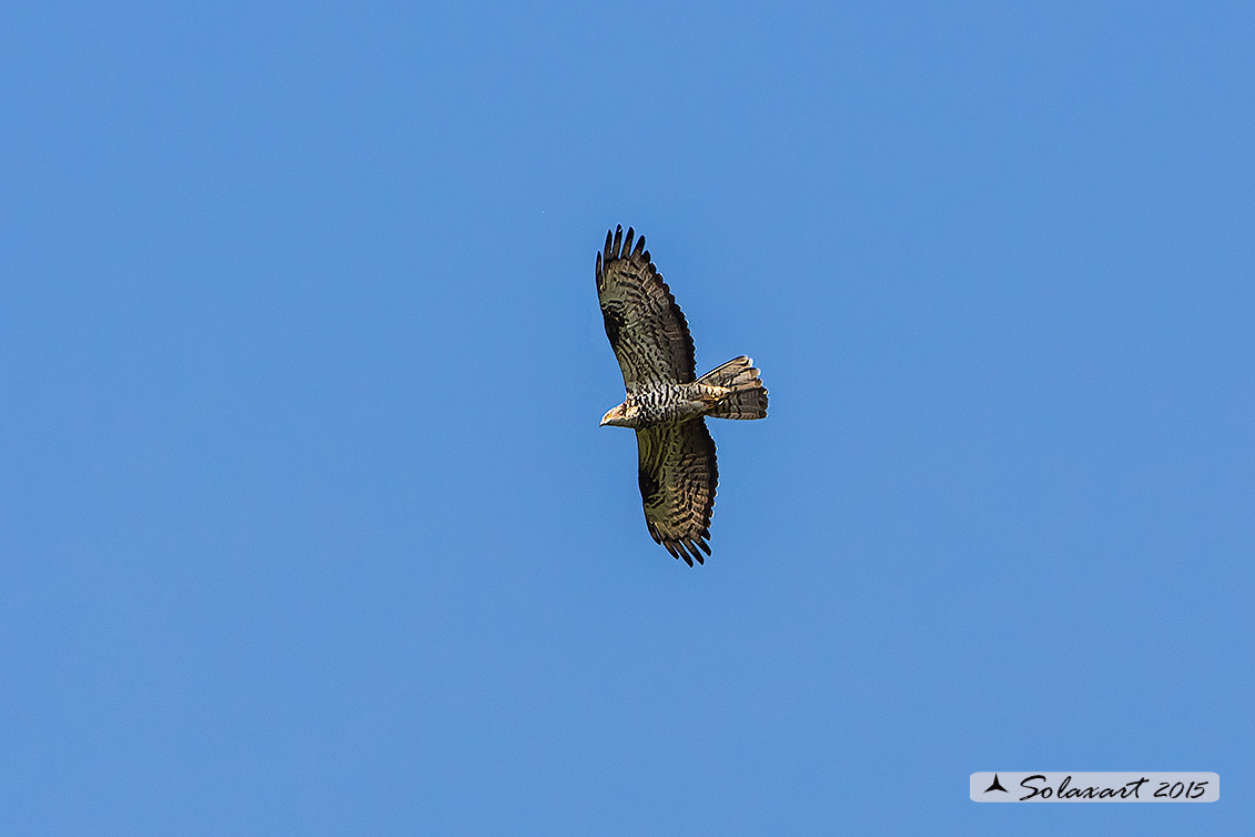 Falco pecchiaiolo (?)