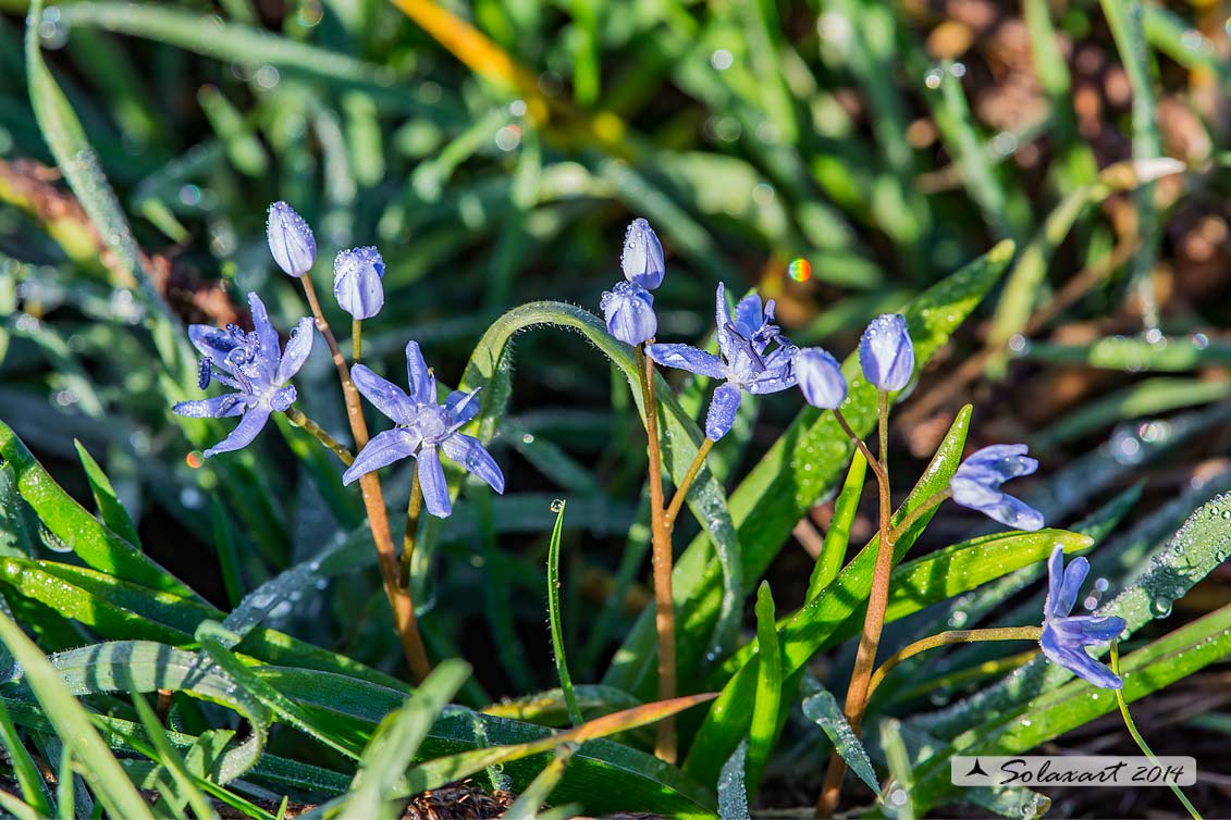Lonate (VA) - Scilla bifolia  (Asparagaceae)