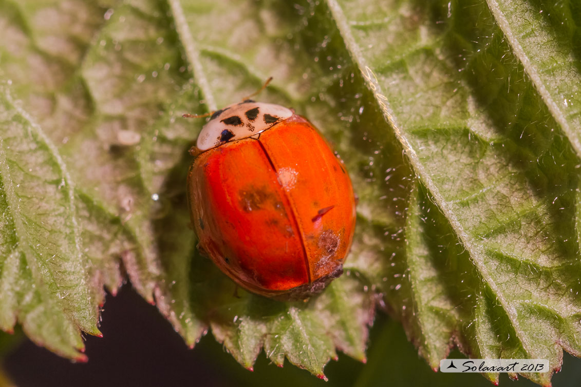 Coccinellidae con 16 punti ??