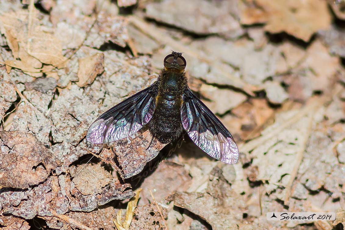 Bombyliidae;  Hemipenthes morio