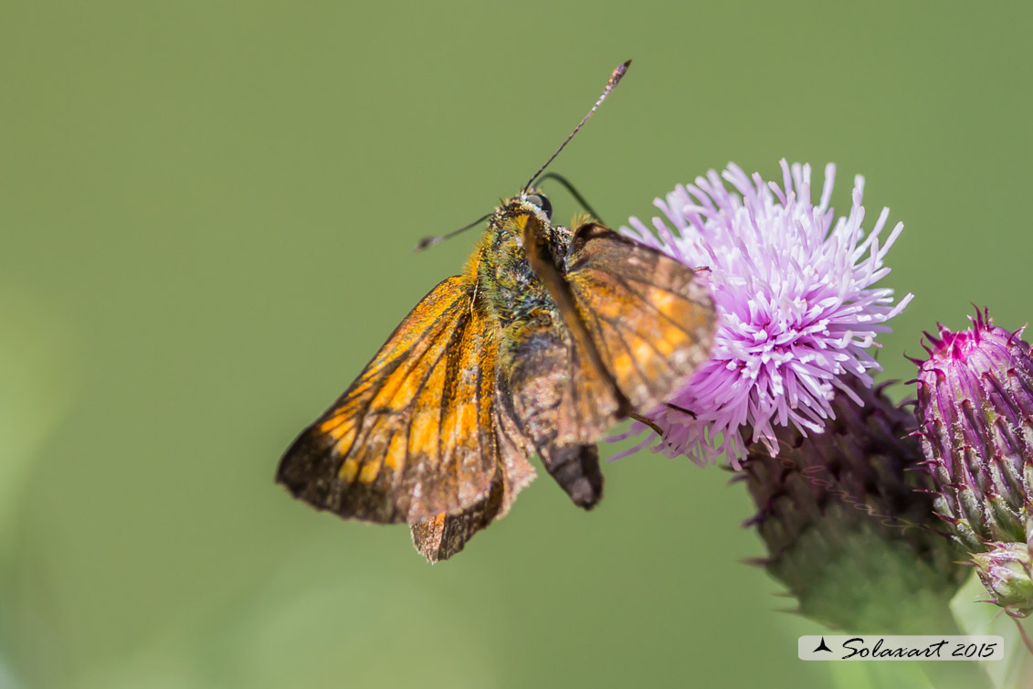 Hesperiidae  ?? S, Ochlodes sylvanus