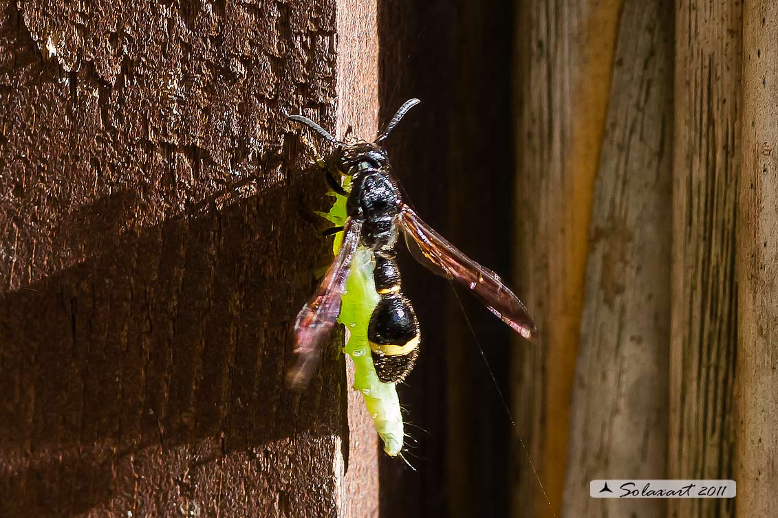 Discoelius zonalis, Vespidae Eumeninae