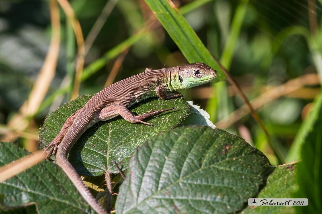 Lacerta bilineata
