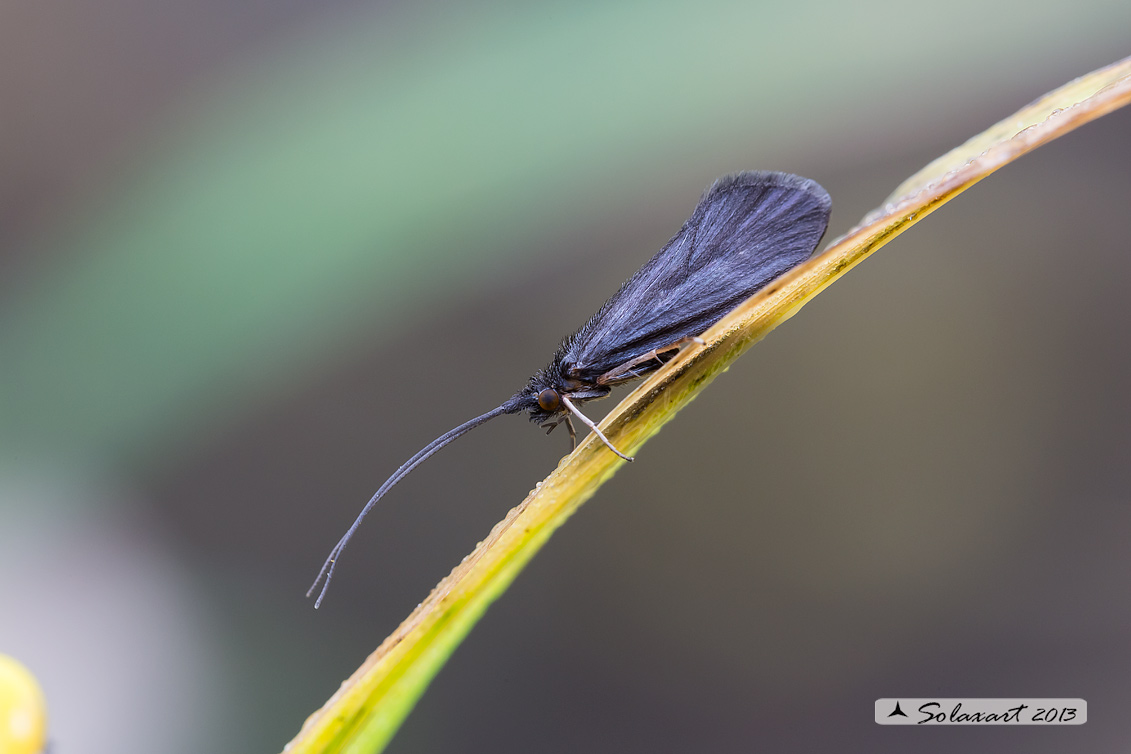Trichoptera