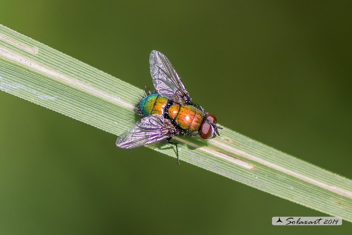 Calliphoridae:  Lucilia silvarum